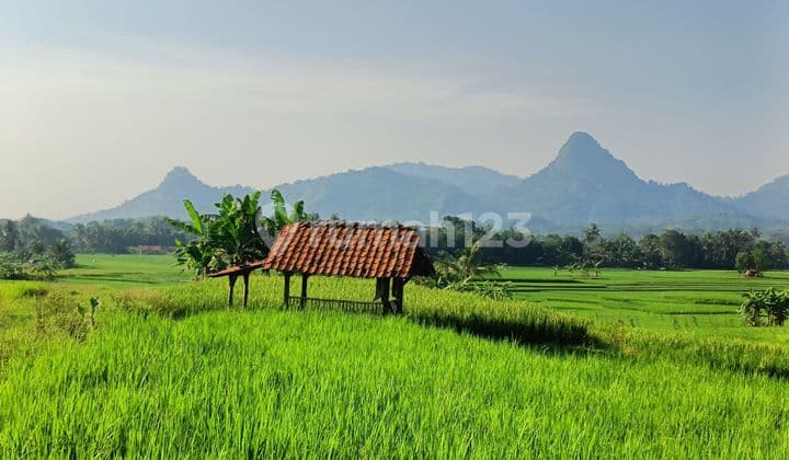 Tanah Sawah Produktif View Mewah Akses Mobil