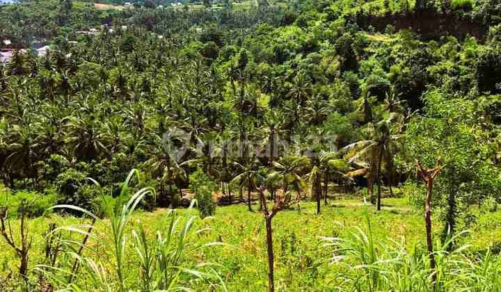 Exclusive Land For Sale North Lombok Gp0181
