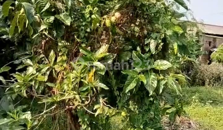 For Sale Ketapang Cipondoh Plot 2609m2