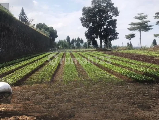 Tanah Kotak Luas Siap Bangun di Parongpong Bandung Barat Tanah Kotak Luas Siap Bangun di Parongpong Bandung Barat