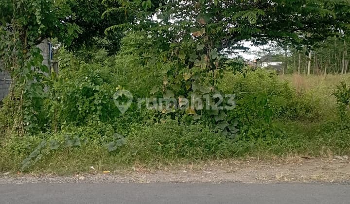Tanah Sawah Di Tamanmartani Kalasan Sleman Yogyakarta