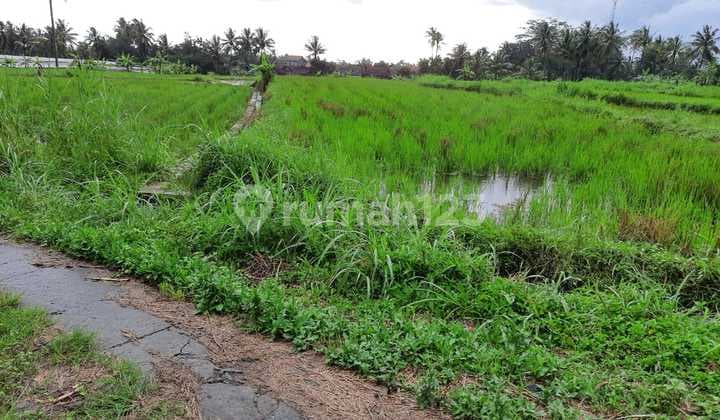 Tanah Sawah di Wukirsari Cangkringan Sleman Yogyakarta