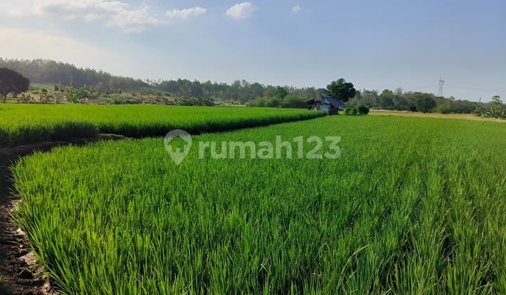 Fast Sale Land Tomo Sumedang West Java