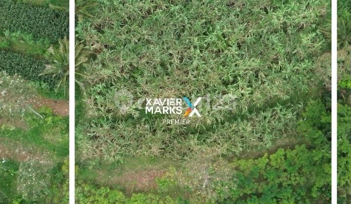 Murah Tanah Luas Di Wagir Malang Cocok Untuk Dibangun Perumahan