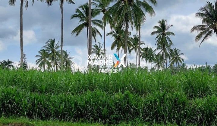 Harga Murah Tanah Luas Nol Jalan Utama Dampit Sangat Strategis