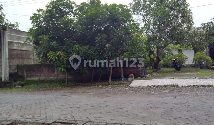Tanah Kuwukan Lontar Surabaya Murah Sam.ya6353