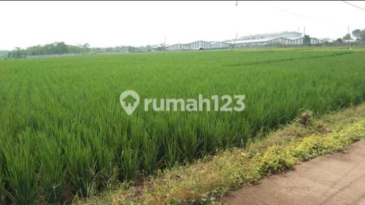 Dijual Cepat Kavling Industri Subang Luas Tanah 300 Ha Harga Nego