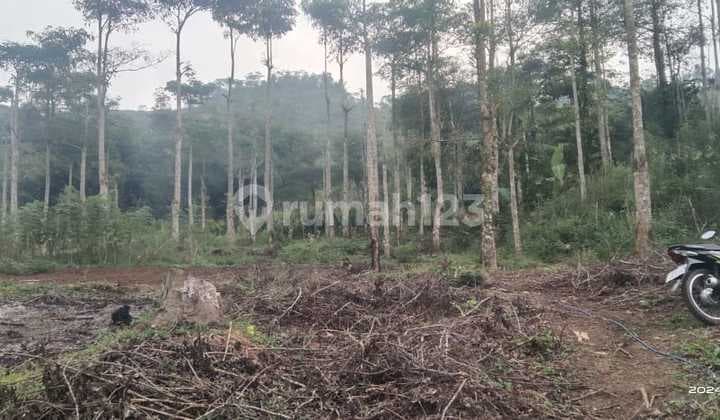 Tanah Luas Murah Harga Lelang Cianjur