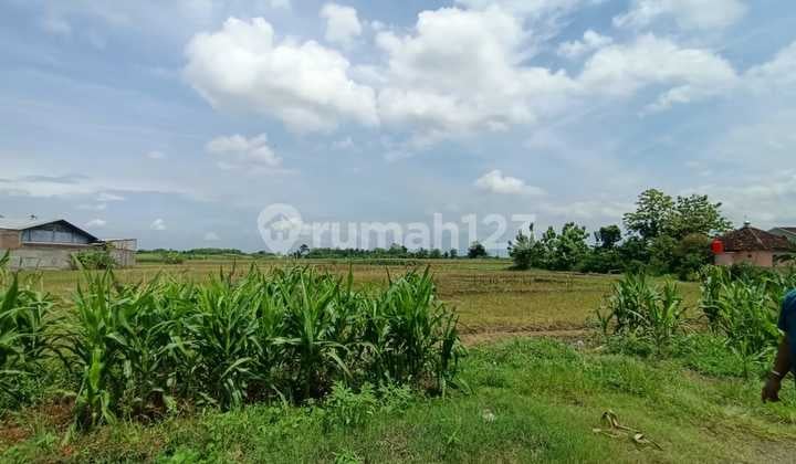 Tanah Pinggir Raya Demak Ngantong Kebelakang Lebar Depan 33 Meter