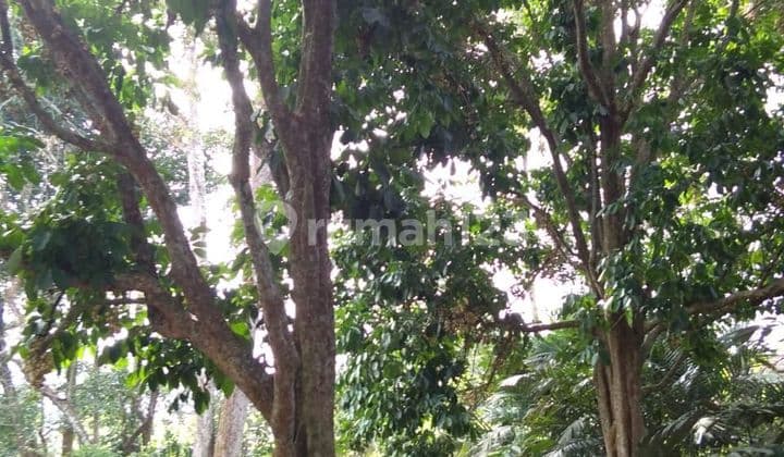 Tanah Lokasi Strategis di Jalan Selan Pangkalan Baru