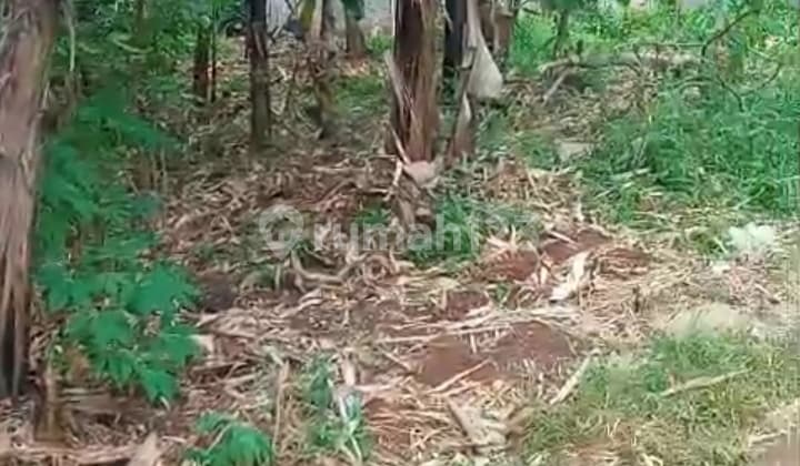 Tanah 210 M2 Akses Motor Jual Murah Kalibaru Depok