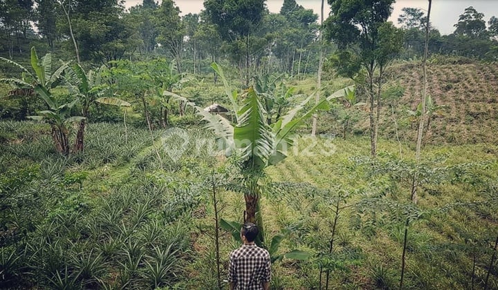 Jual Tanah Perkebunan Pemalang Jawa Tengah