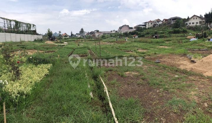 DIJUAL TANAH SERSAN BAJURI DEKAT WISATA LEMBANG,COCOK UNTUK PERKEBUNAN BUNGA MAWAR