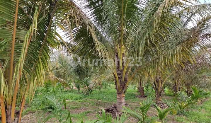 PERMATANG GAJAH,MUARO JAMBI.LAHAN UDAH DI TANAMIN POHON PINANG DAN KELAPA
