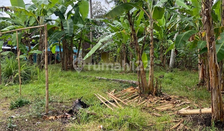 For Sale Lahan Kulonprogo Yogyakarta Area Bebas Banjir