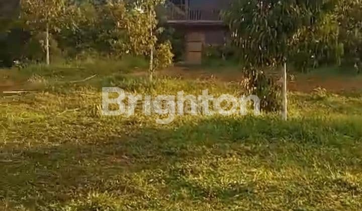 KEBUN DUREN MUSANGKING DI SALAMAN MAGELANG