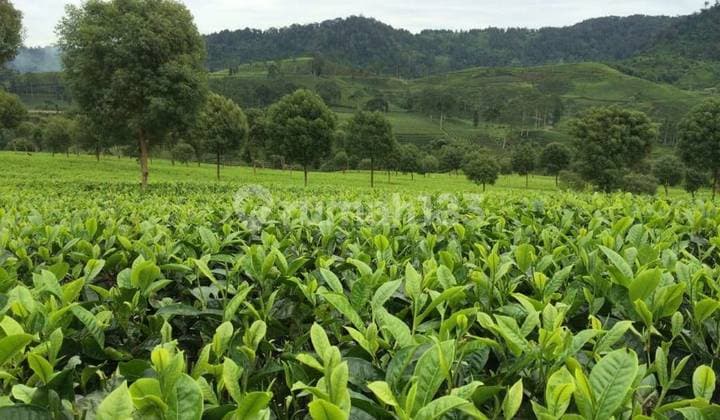 TEA PLANTATION FOR SALE IN BANDUNG