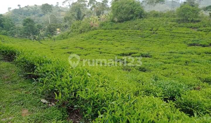 Dijual Perkebunan Teh dan Kopi di Bandung