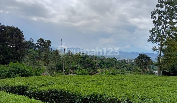 Dijual Tanah Padat Cocok untuk Villa di Pasir Jambu Ciwidey