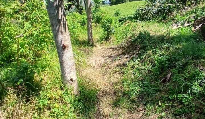 Turun Harga Tanah Padat Daerah Pasir Jambu Ciwidey Bandung