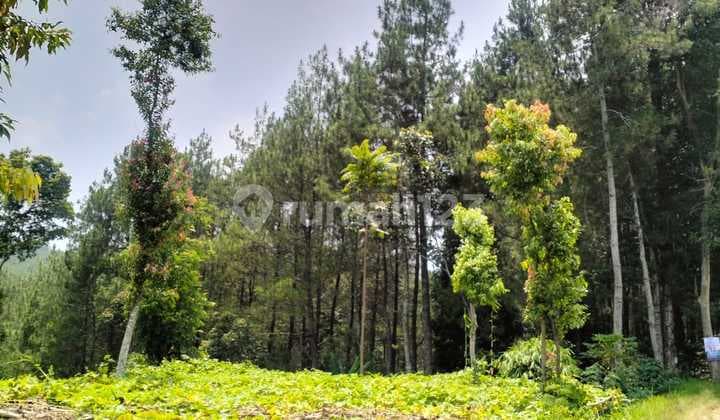 Dijual Tanah Padat Cocok Buat Villa View Hutan Pinus Ciwidey Bandung