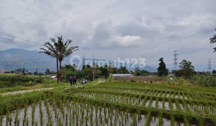 Dijual Sawah Aktif Ada MAta Air Dekat Gunung Puntang Cimaung Bandung