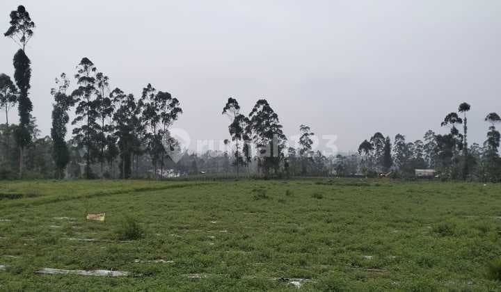 Dijual Tanah Datar Cocok Buat Pertanian & Perumahan Pangalengan Bandung