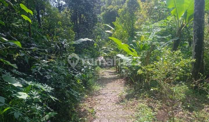 Tanah Kutawaringin: 200 Tumbak, 1.5 KM ke Jalak Harupat