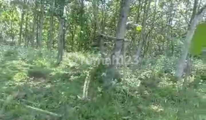 Dijual Tanah 40ha Sudah Ditanami Pohon Jati di Bogor