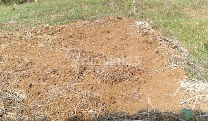 For Quick Sale !! Vacant Land for Plantation in Wonogiri Area, Central Java