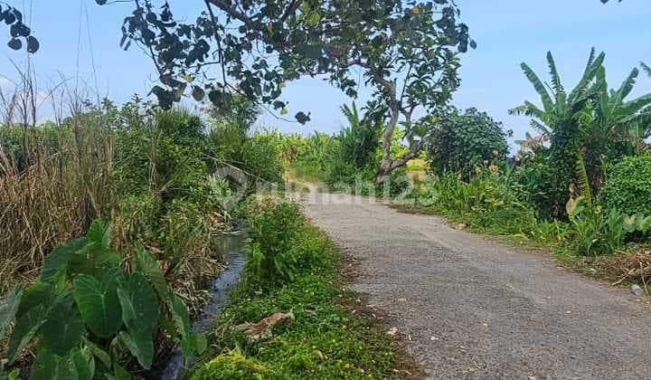 Land Ready to Build Located in Kedungu with Sea View Suitable for Investment in Bali