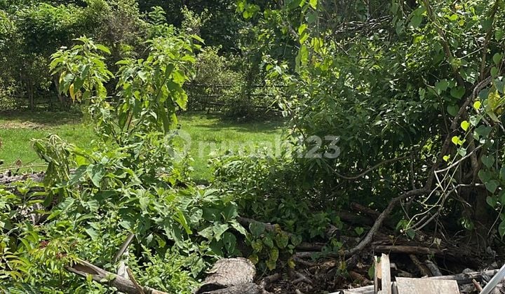 Disewakan Tanah 5 Are Harga 10 Juta /Are /Th Dikampus Unud Jimbaran Badung Bali