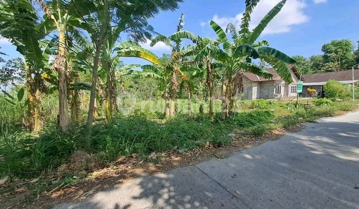 Tanah Pekarangan Cocok Buat Tempat Tinggal