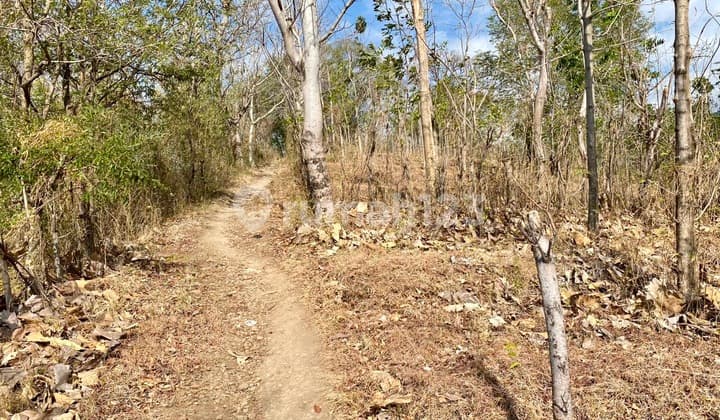 Tanah 225 Are, Gerokgak, Buleleng Bali, Dekat Seririt Pupuan