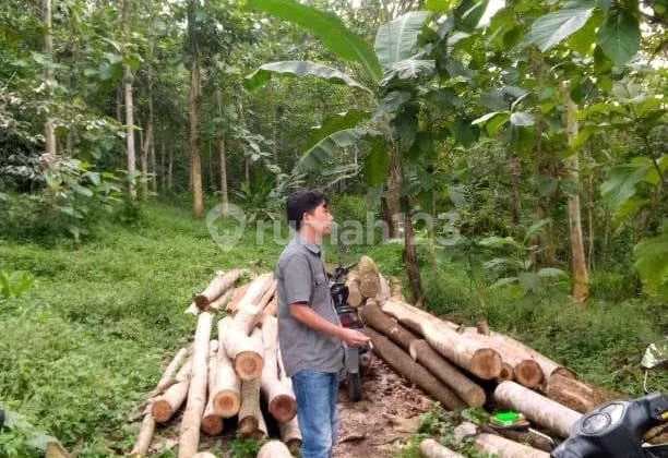 Tanah di Kaduagung, GunungSari Serang.