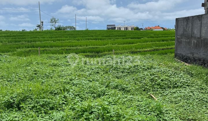For Sale Rare Land in Berawa Beach Canggu 3.5 Km to Atlas Beach Club and Fins Beach Club For Sale Rare Land in Berawa Beach Canggu 3.5 Km to Atlas Beach Club and Fins Beach Club