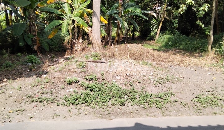 Tanah Pekarangan Dekat Kampus Unwida Klaten