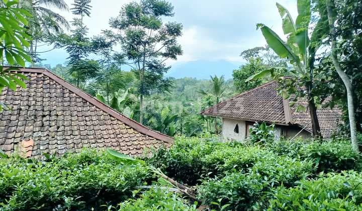 Jual Murah Tanah Kebun Manggis Dekat Pemukiman Penduduk Bojong Purwakarta