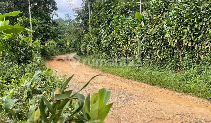 Tanah Kebun Pinggir Jalan Kampung Di Bojong Purwakarta Dijual Murah