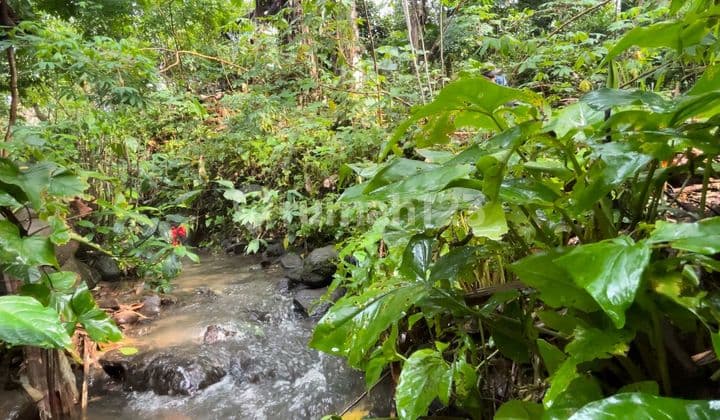 Jual Tanah Kebun Ada Air Mengalir di Kawasan Villa Wanayasa Purwakarta