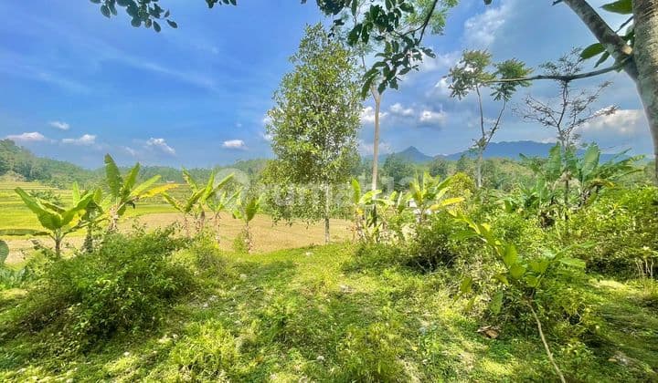 Tanah Kebun Nangka Dijual di Daerah Dingin Bojong Purwakarta
