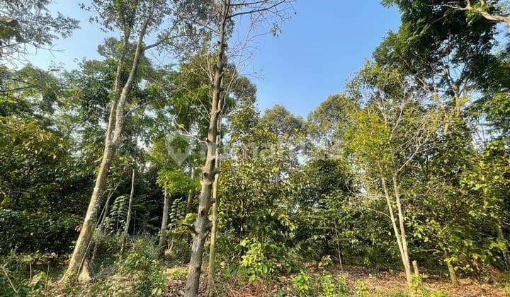 Cheap Sale 1.8 Ha Land with Mangosteen and Durian Plantation in Wanayassa Purwakarta