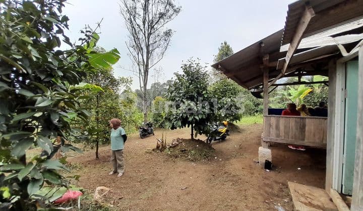 Dijual Murah Tanah Kebun Manggis dan Cengkeh di Wanayasa Purwakarta Dekat Wisata