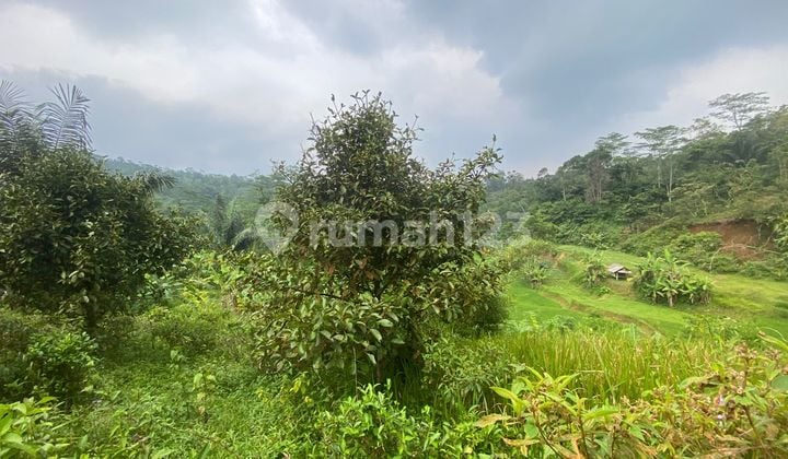 For Sale Mango Garden Land 1200 M2 in Rural Bojong Purwakarta