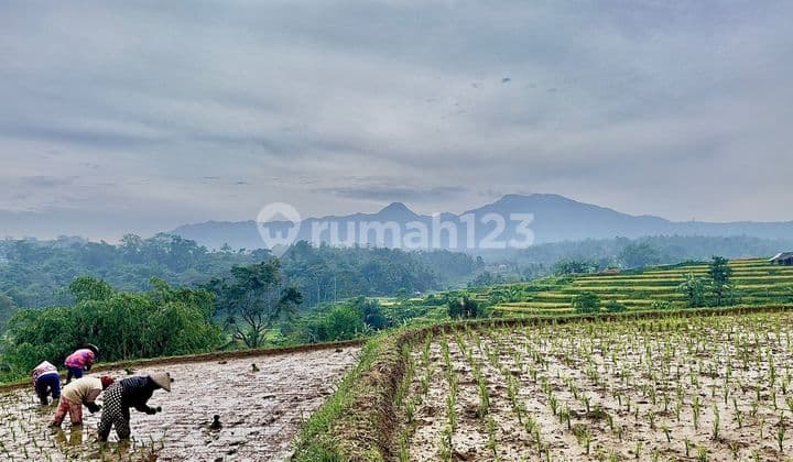 Dijual Tanah Sawah Pemandangan Bagus Luas 2500 m2 Darangdan Purwakarta