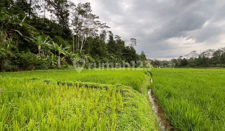 For Sale: Cheap Productive Rice Fields in Rural Areas, Free Name Transfer Fee, Freehold Certificate