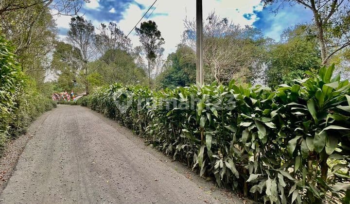 Dijual Tanah Kebun Teh Dan Cengkeh Pinggir Jalan di Bojong Purwakarta
