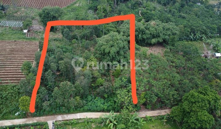 Dijual Murah Tanah Kebun Cocok Peternakan Perkebunan di Bojong Purwakarta
