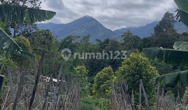 Jual Murah Tanah Kebun 8168 m2 Cengkeh dan Manggis di Bojong Purwakarta