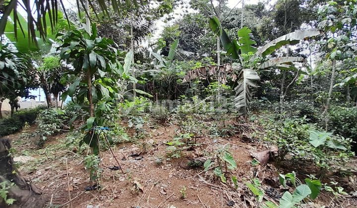 Jual Tanah Kebun Manggis 1692 M2 di Perkampungan Bojong Purwakarta